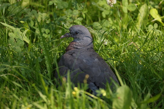 Wood pigeon fledgling sitting quietly among summer meadow grass, Columba palumbus
