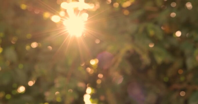 Golden sunlight shining through trees and leaves with warm lens flare and soft bokeh, creating a dreamy nature background that evokes happiness, hope, optimism and a beautiful sunny atmosphere