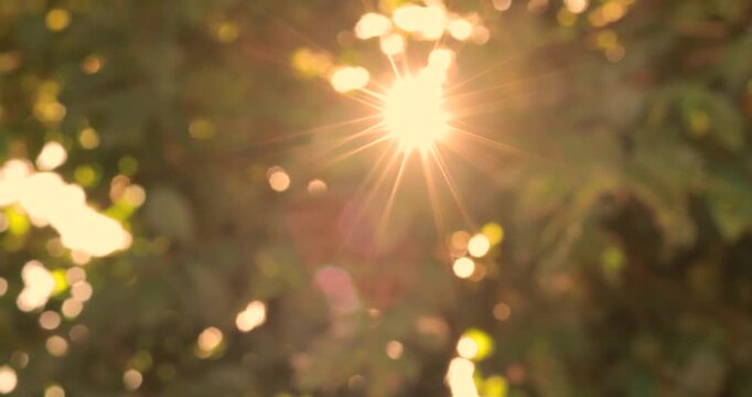 Golden sunlight shining through trees and leaves with warm lens flare and soft bokeh, creating a dreamy nature background that evokes happiness, hope, optimism and a beautiful sunny atmosphere