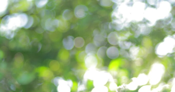 Soft sunlight filtering through green foliage with circular bokeh and a dreamy blurred effect, creating a fresh, peaceful nature background ideal for creative designs and summer themes