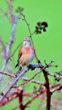 Small linnet bird perched on a thorny branch against a green