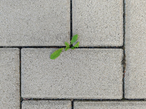Weed in the interlocking concrete pavers