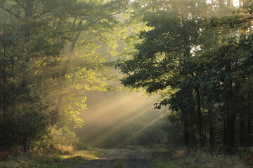 Fototapeta premium A path through a misty autumn forest during sunrise, September, Poland