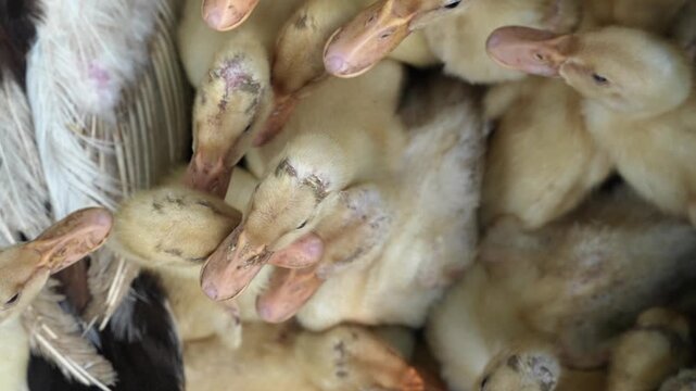 Yellow ducklings huddling and moving together in a crowded basket. 