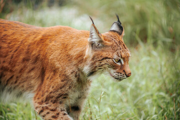 Eurasian lynx walking through tall green grass with tufted ears and spotted reddish brown fur in a natural wildlife habitat close up © Natans