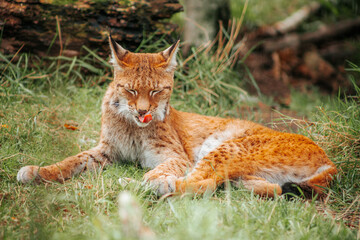 Eurasian lynx resting on grass with spotted orange fur, tufted ears, and focused gaze in a natural woodland setting © Natans