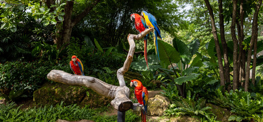 Colorful Macaw Parrots Perched on Wooden Branch in Lush Tropical Forest,A panoramic wide-angle view of vibrant Scarlet and Blue-and-Gold Macaw parrots perched on a dry tree branch in a lush green trop © banjongseal324