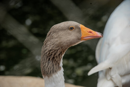 View of a goose with a brown head and orange beak at Jos Wildlife Park in Jos, Plateau, Nigeria.