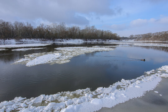 A wide river flows through a snow-covered landscape during winter, with large patches of melting ice floating on the water.