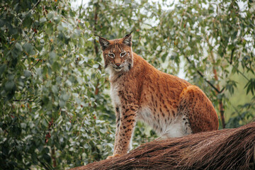 Eurasian lynx standing on a fallen tree surrounded by leafy woodland vegetation, detailed spotted coat and alert gaze, wildlife portrait in natural forest habitat © Natans