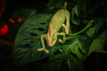 Green chameleon perched on tropical leaves with curled tail, textured foliage, dramatic shadows, and red accents in a close up wildlife portrait composition © Natans