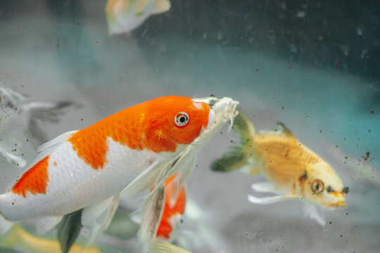 Orange and white ornamental fish swimming beside a pale spotted fish in clear water with blurred aquatic background, close up aquarium wildlife scene