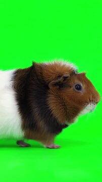 A cute fluffy guinea pig walking continuously in a seamless loop on a bright green screen background for video compositing