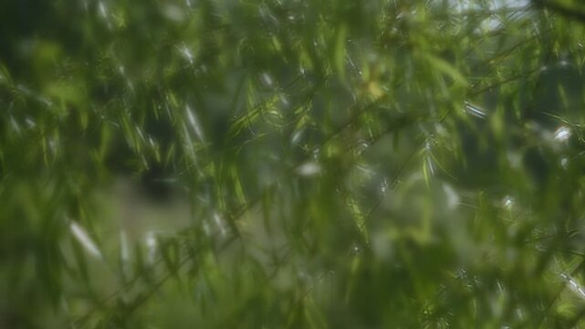Black Willow Tree Leaves in Glowing Abstract View Fluttering in Wind in Texas