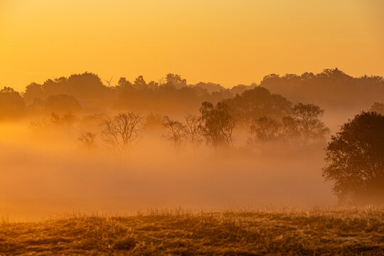 View of trees silhouetted against a golden sunrise with thick morning fog blanketing the fields, Herlufmagle, Sjaelland, Denmark.