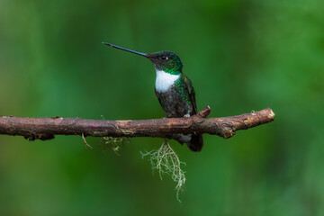 Fototapeta premium Collared Inca hummingbird (Coeligena torquata) perched on a branch against a soft green background in the cloud forest of Ecuador.