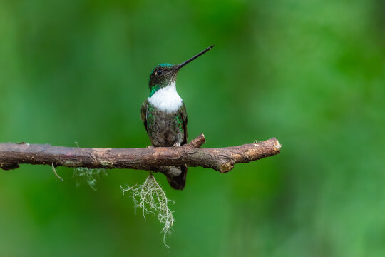 Collared Inca hummingbird (Coeligena torquata) perched on a branch against a soft green background in the cloud forest of Ecuador.