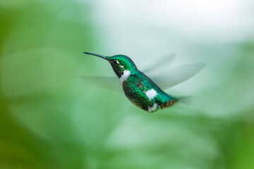 Fototapeta premium A female White-bellied Woodstar hummingbird (Chaetocercus mulsant) hovering in mid-flight with motion-blurred wings against a soft green background in Ecuador.