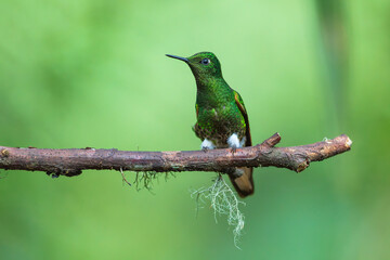 Fototapeta premium A Buff-tailed Coronet hummingbird (Boissonneaua flavescens) perched on a lichen-covered branch against a soft green background in the cloud forest of Ecuador.