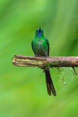 Fototapeta premium A stunning male Long-tailed Sylph hummingbird (Aglaiocercus kingi) with brilliant emerald-green and blue plumage and long trailing tail feathers perched on a mossy branch in the cloud forest of Ecuado