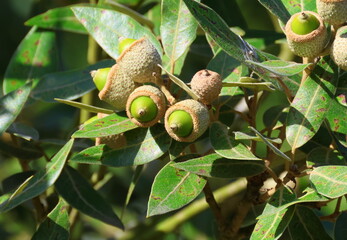 A close up of the acorns of the Holm Oak, Quercus ilex. Suffolk, England. © Maria