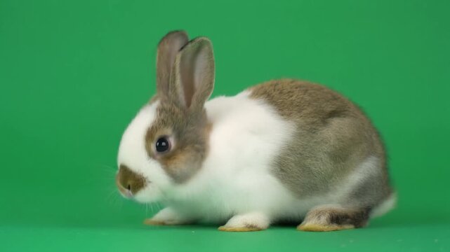 Cute Fluffy Bunny Sniffing Isolated on Chroma Key Background