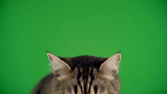Cute Domestic Cat Opening Mouth Wide on Chroma Key Background