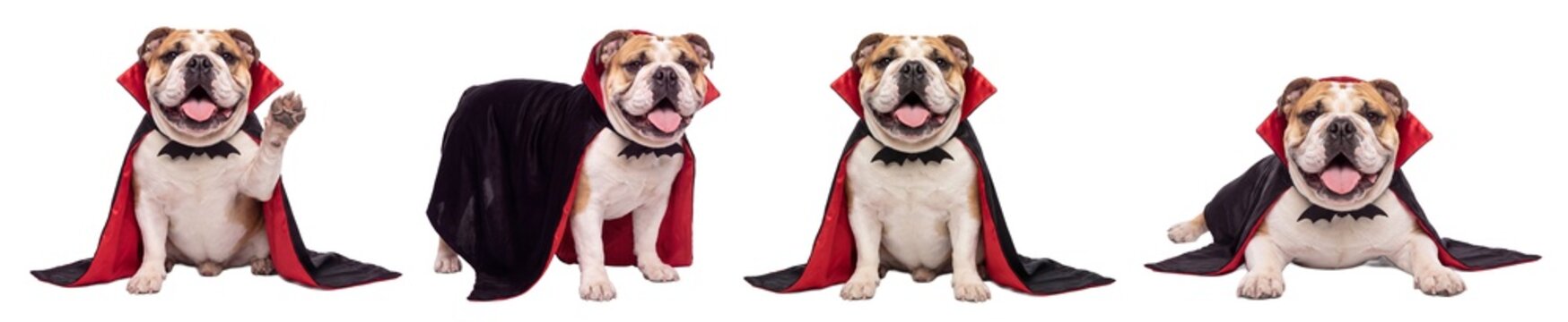 English Bulldog vampire costume set, cute Halloween dog in different poses. Funny bulldog wearing Dracula cape and bat collar, spooky festive pet character. Isolated on transparent background (PNG)