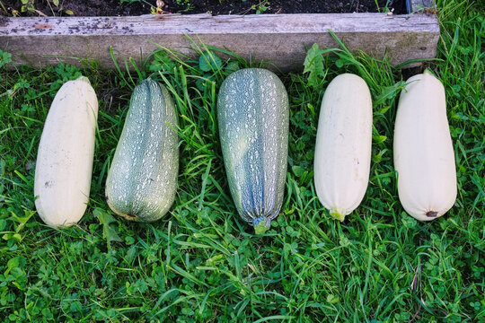 Five fresh winter squash varieties arranged in a row on green gr