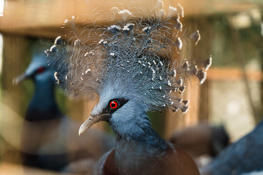 View of a Western crowned pigeon with its distinctive blue lacy crest and striking red eye, captured in a natural setting in Wewak, East Sepik Province, Papua New Guinea.