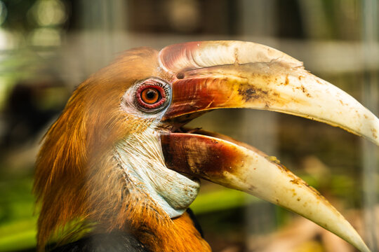View of a close-up portrait of a Blyth's hornbill with its large, curved beak and vibrant orange-brown plumage in Wewak, East Sepik Province, Papua New Guinea.