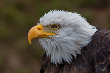 Close-up profile portrait of a Bald Eagle (Haliaeetus leucocephalus) showcasing its iconic white head and sharp yellow beak against a dark background. © Miroslav Srb