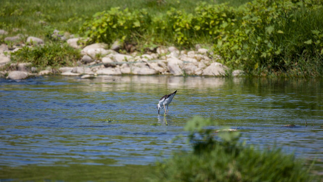 Black-winged stilt feeding in shallow river water, probing for food among aquatic plants on the Chirchiq River in Tashkent, Uzbekistan.