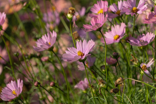 Close up of pink cosmos flowers blooming in sunny garden field with soft bokeh background in autumn