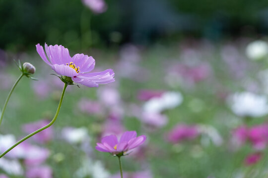 Close up of pale pink cosmos flower blooming in soft autumn sunlight with blurred copy space background