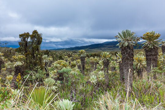 Landscape view of the high-altitude p&aacute;ramo ecosystem covered with giant frailejones plants (Espeletia pycnophylla) under an overcast sky at the Reserva Ecol&oacute;gica El &Aacute;ngel in Ecuador.