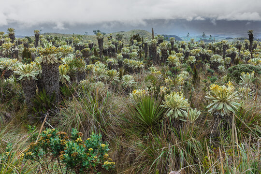 Landscape view of the high-altitude p&aacute;ramo ecosystem covered with giant frailejones plants (Espeletia pycnophylla) under an overcast sky at the Reserva Ecol&oacute;gica El &Aacute;ngel in Ecuador.