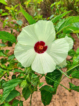 White Kenaf Flower with Dark Red Center in the Garden