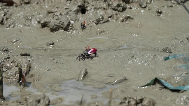 Fiddler crab adult male eating with big claw in Sumatran rainforest mangroves