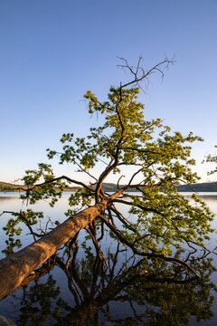 View of a fallen tree with green leaves extending over the calm surface of a lake, reflecting in the water under a clear blue sky in Kelberg, Rhineland-Palatinate, Germany.
