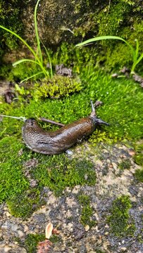 Large Brown Slug Crawling on Green Forest Moss