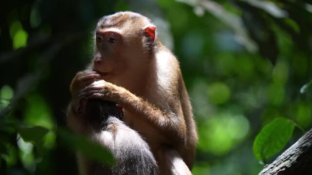 Southern pig-tailed macaque adult doing grooming with babies in a funny scene