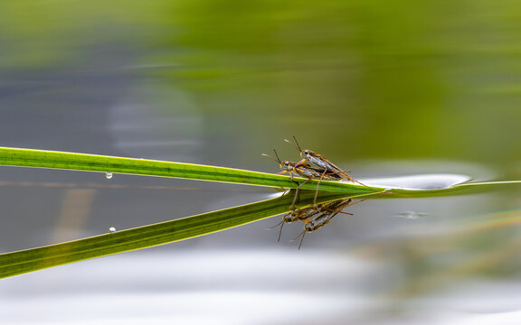 View of two water striders mating on a green blade of grass floating on the calm water surface with a clear reflection in Fjord, More og Romsdal, Norway.