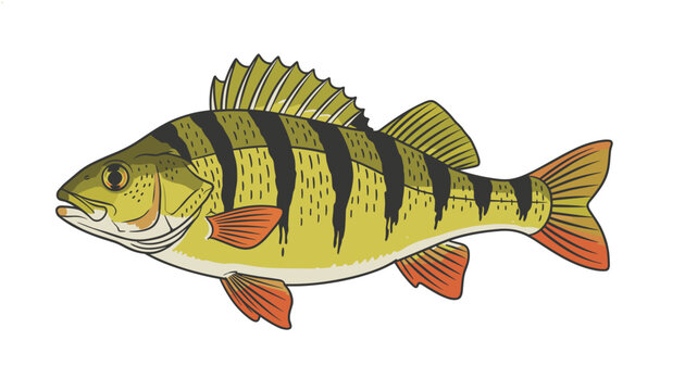 Detailed color illustration of a yellow perch fish featuring dark vertical stripes and orange fins isolated.