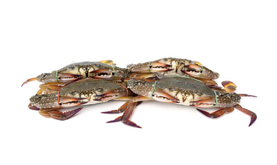 Four live female blue swimmer crabs - Portunus armatus tied with rubber bands from a fresh seafood market ingredients ready for cooking isolated on white background. © Panupong