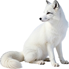 Fototapeta premium [Transparent Background PNG]Sitting Arctic Fox With Thick White Winter Fur Against Plain Background