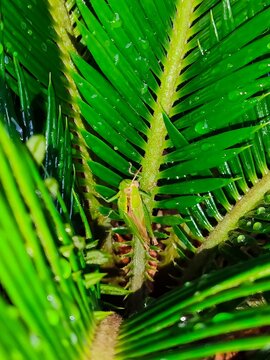 Green grasshopper camouflaged on wet cycad or fern leaves with morning dew drops.