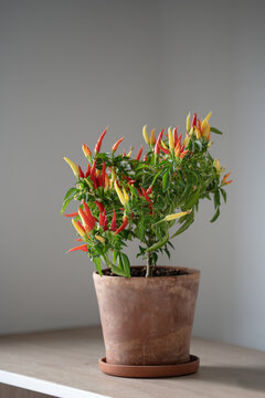 Dwarf indoor chili pepper grows abundant red and yellow fruit in rustic terracotta pot on apartment shelf, creating colorful edible decoration for compact home gardening and urban lifestyle.