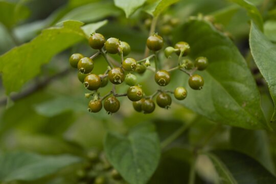 Green Unripe Fruits of Japanese Skunk Vine, Paederia foetida