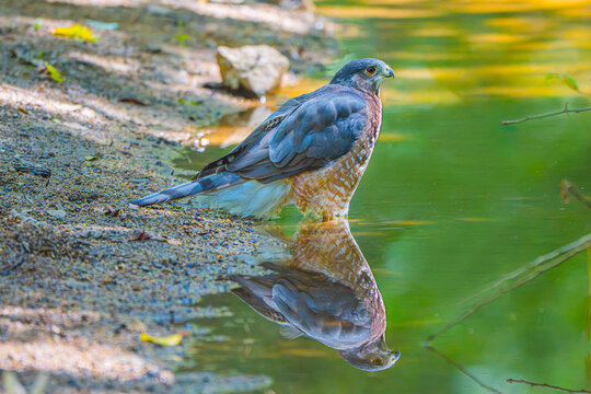 Cooper's Hawk (Accipiter cooperii) and Reflection, in a Quiet Moment, Relaxing in the Creek Ready to Take a Refreshing Dip